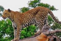 Jangan Ada Kata Punah untuk Macan Tutul Jawa